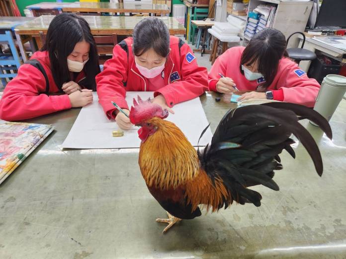 桃園八德國中校雞「副校長阿福」失蹤 師生尋雞2個多月未果 76 119338 0