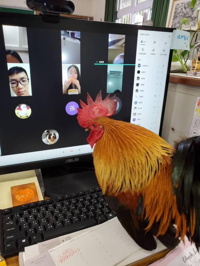 桃園八德國中校雞「副校長阿福」失蹤 師生尋雞2個多月未果 77 119341 0