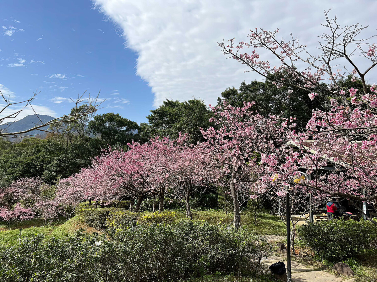 ▲新北市農會文山農場賞櫻。