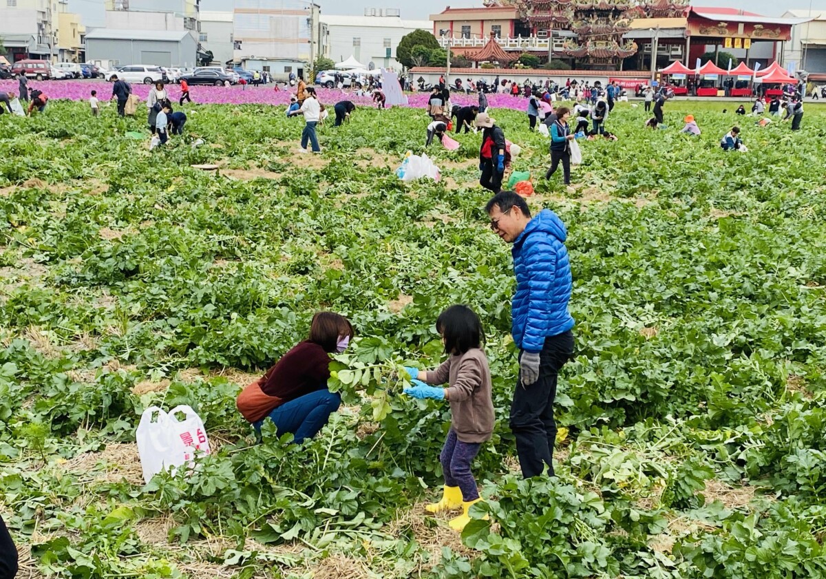 ▲與大自然拉近距離，民眾拔蘿蔔趣。(圖/中市府提供)