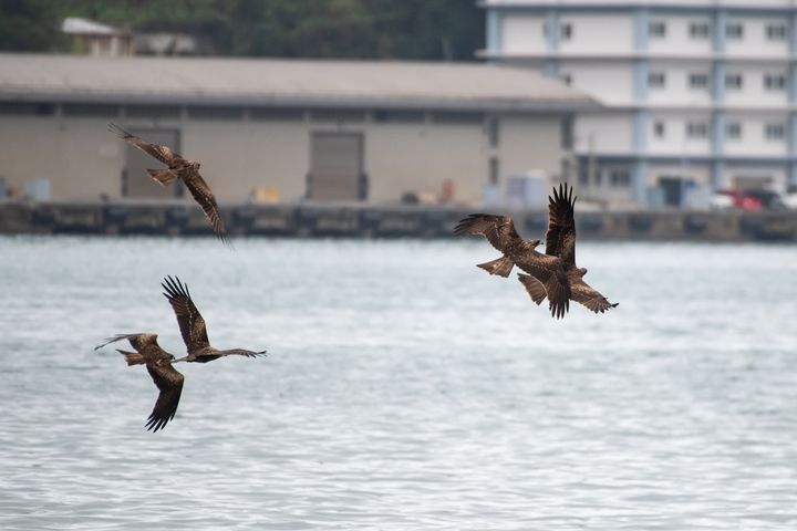 黑鳶數量創新高!北海岸族群達歷年最高紀錄