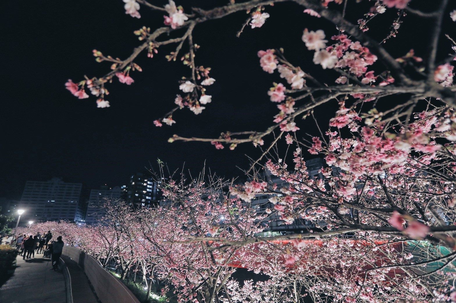 「櫻花樹下的幸福」 樂活夜櫻季1/24華麗揭幕