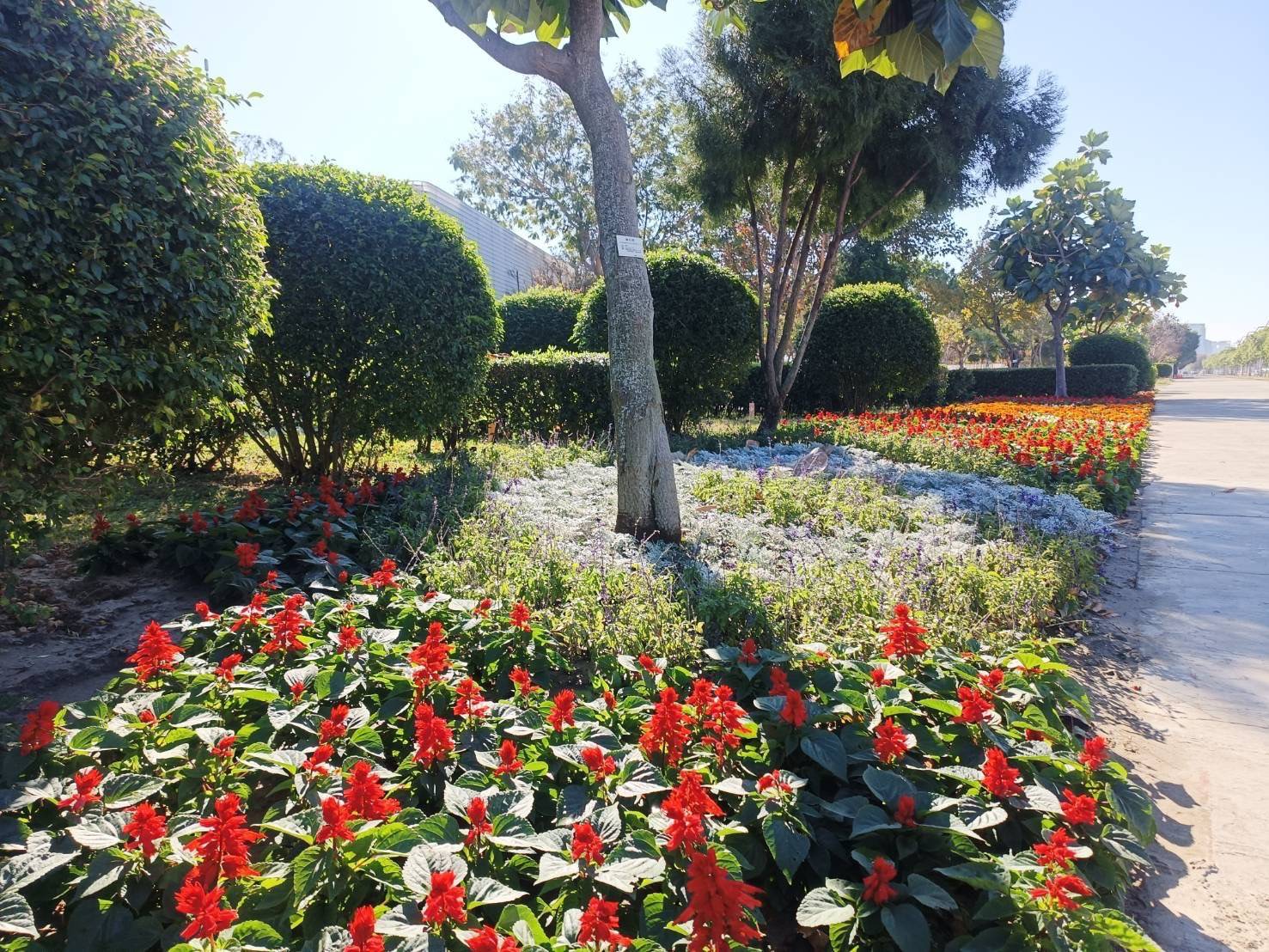 迎春蒔花妝點台中！建設局以繽紛花卉打造市區亮眼風景