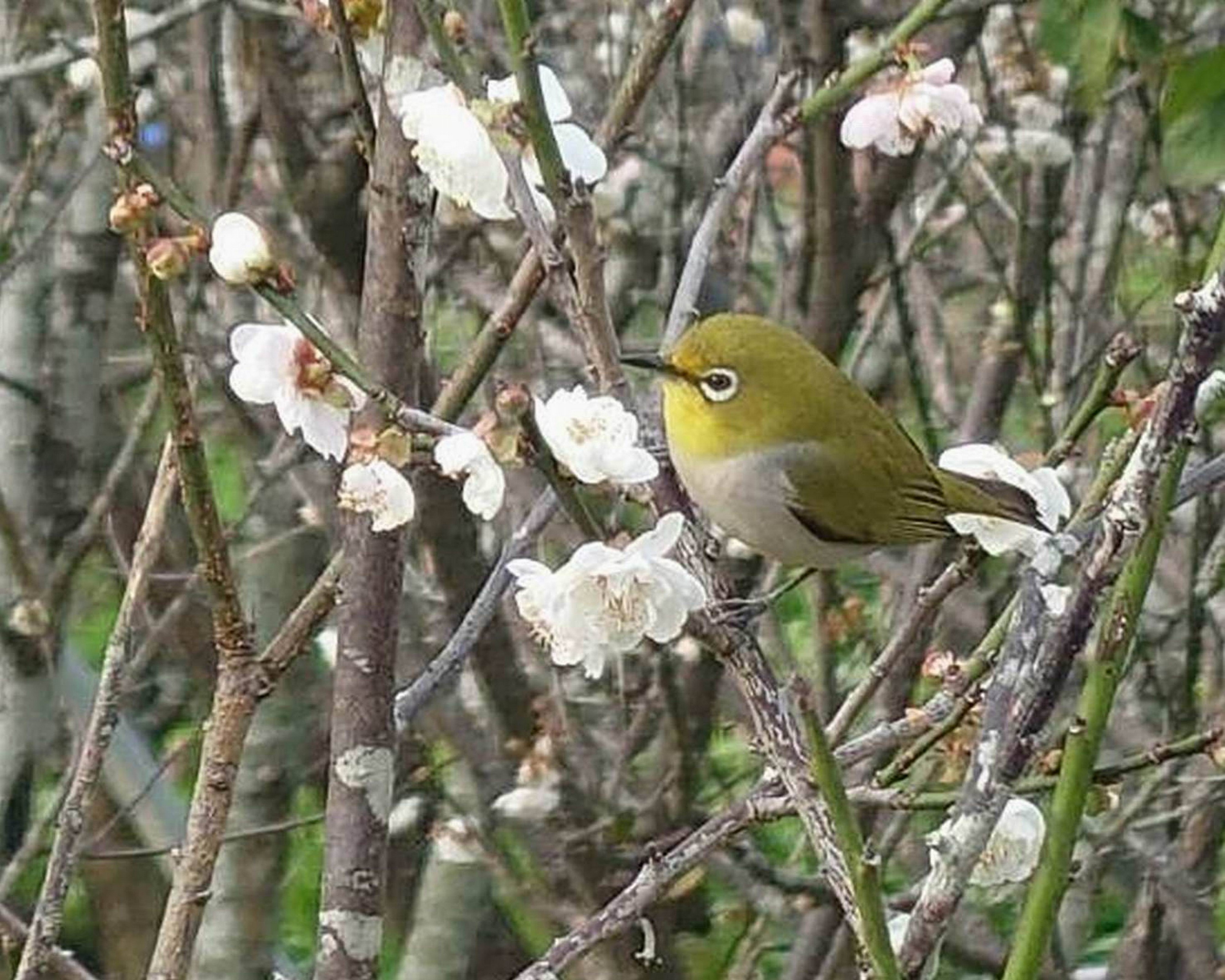 芬園鄉鴛鴦梅盛開如雪 綠繡眼穿梭花間 添冬日生趣 - https://www.watchmedia01.com