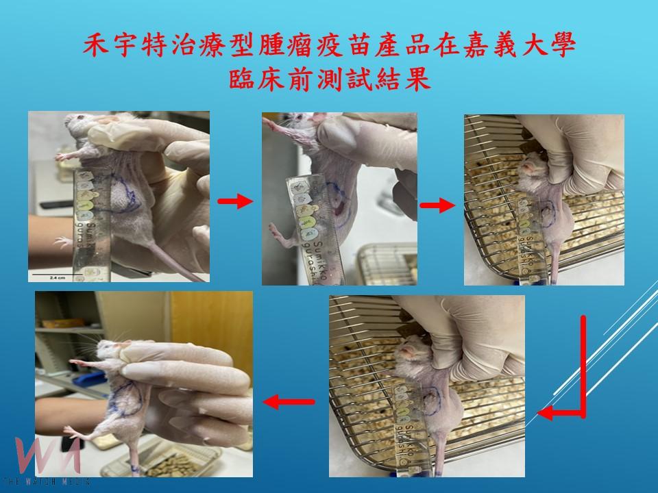 小鼠腫瘤細胞全消 嘉大產學合作腫瘤疫苗試驗成功 - https://www.watchmedia01.com