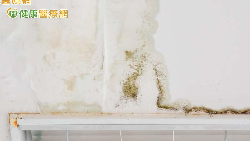惱人壁癌不止難看 吸入粉塵黴菌還有「這些影響」!免疫力差者更要當心