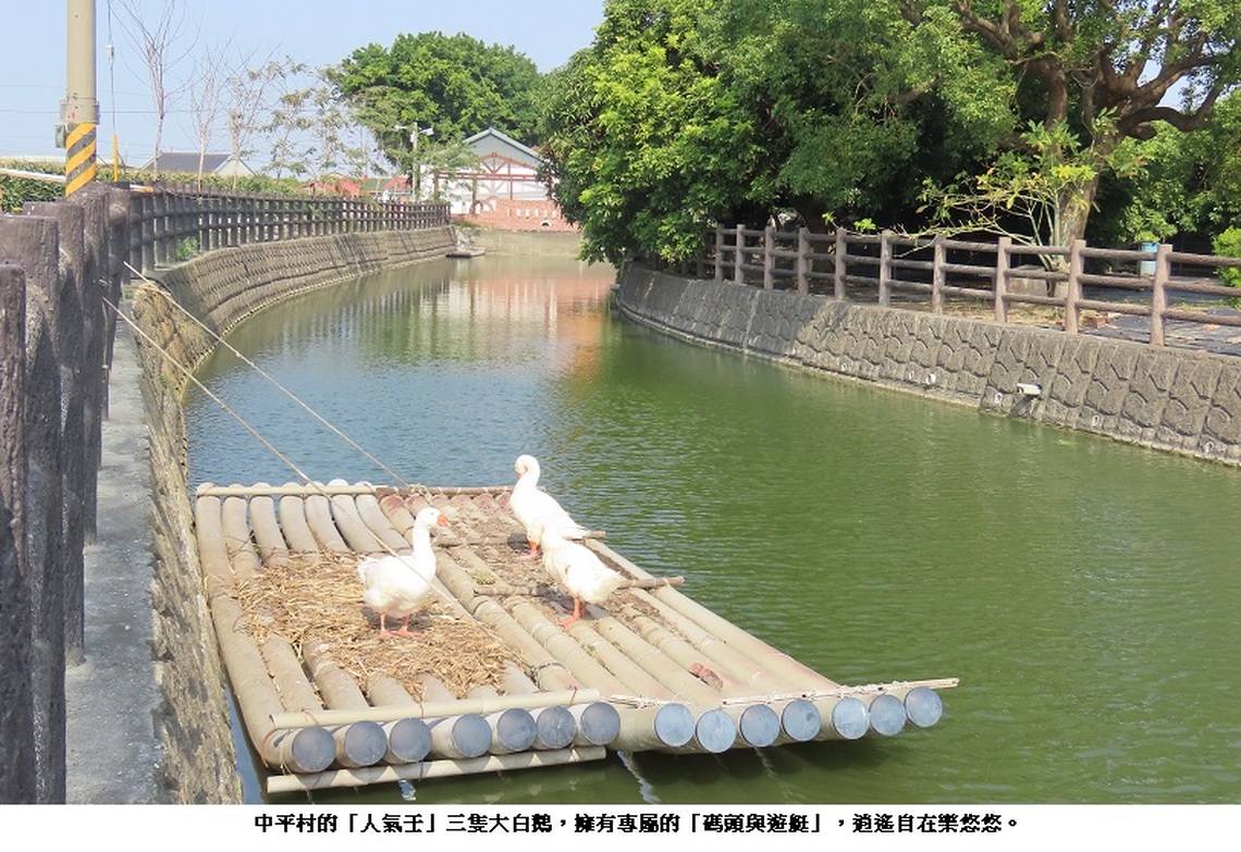 義竹鄉中平村三隻「上流鵝」擁有專屬的「碼頭與遊艇」