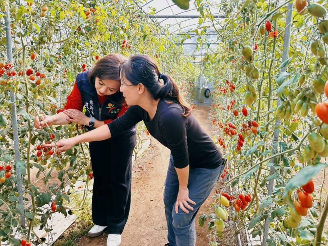 番路農業驕傲！番路奇女子江曉琪再創農業奇蹟，以創新與堅持摘下全國小番茄亞軍