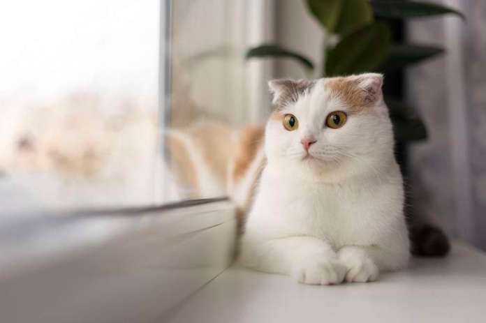 毛小孩就醫免煩惱 桃園、中壢這些獸醫院春節不打烊 66 close up portrait beautiful cat