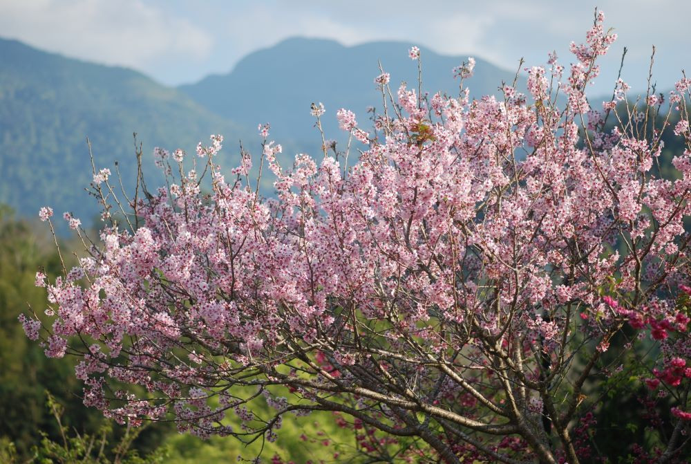 東勢林場在農曆春節期間正是賞花好時節,林場內的櫻花開始綻放。(圖/東勢林場)