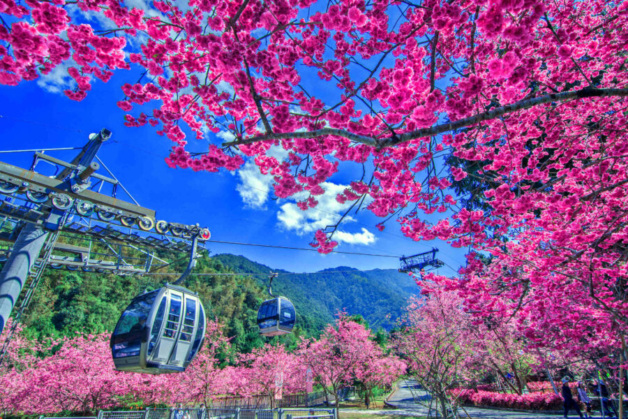 圖/2025九族櫻花祭5千多株櫻花輪番盛開。(豐趣科技提供)