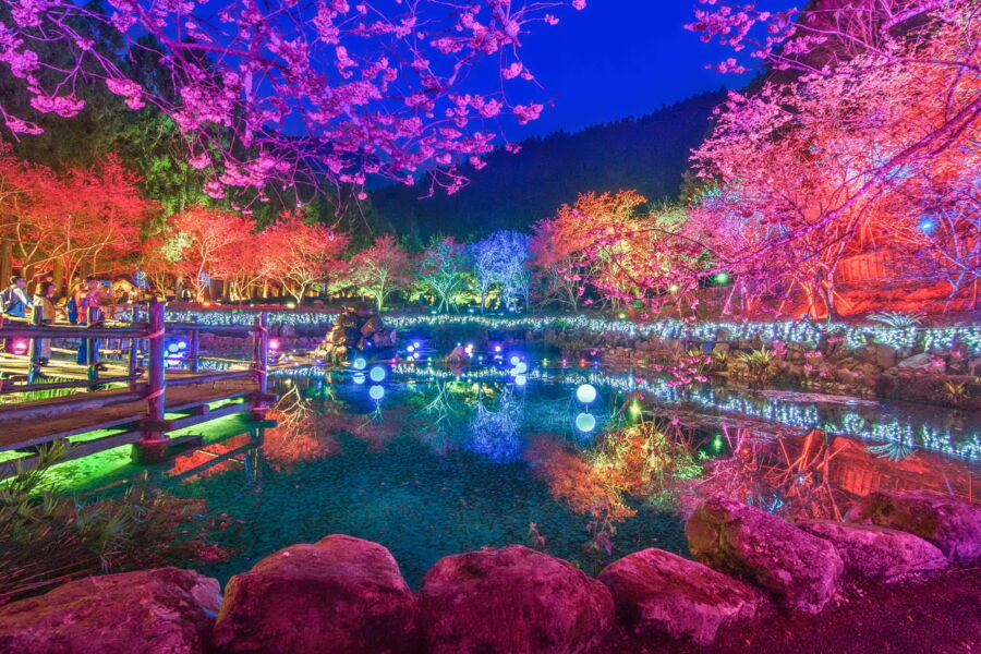 圖/全台唯一九族夜櫻浪漫。(豐趣科技提供)