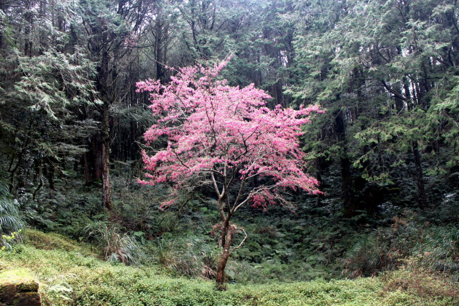 圖/阿里山巍然巨木林中突見嬌嫩櫻花。(豐趣科技提供)