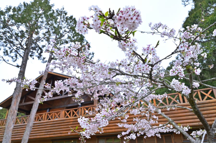 圖/春日絢爛阿里山櫻花,壯麗山景中綻放。(豐趣科技提供)