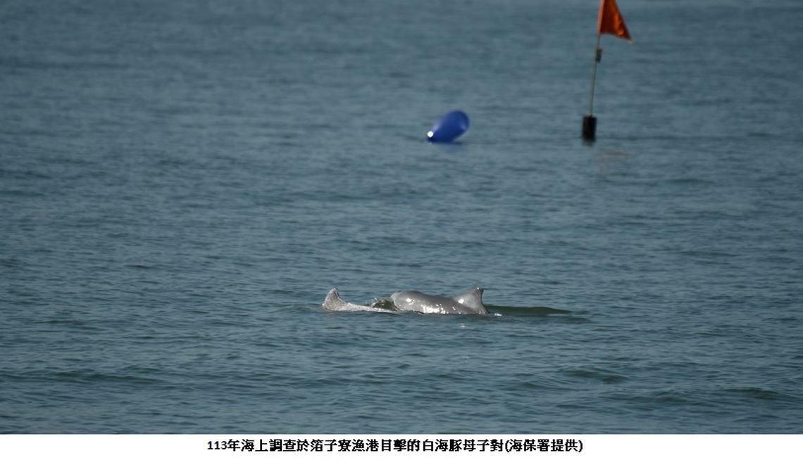 白海豚的秘密生活!海保署公布113年監測成果