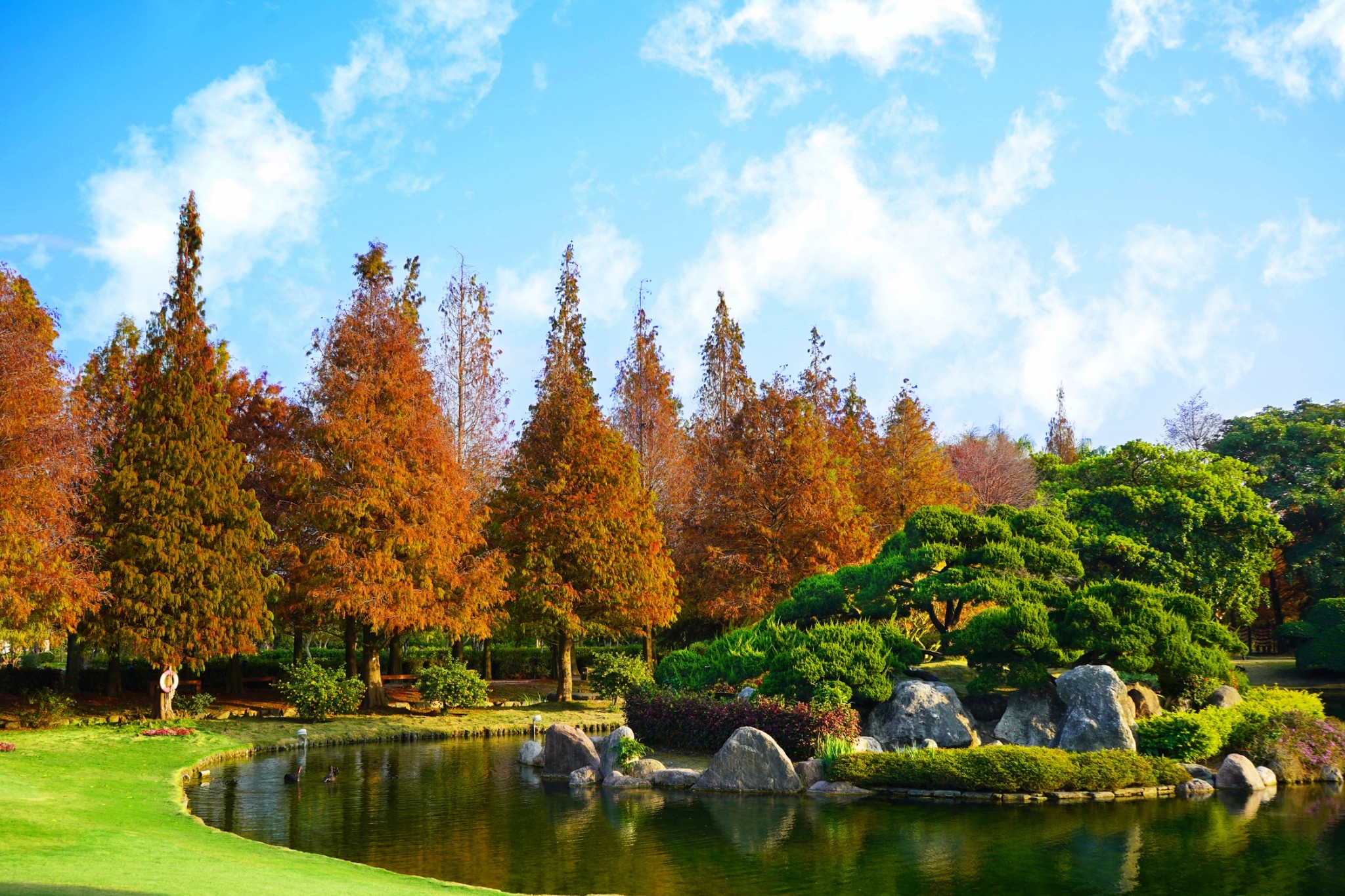 春節旅遊首選 日系落羽松秘境化身藝術季 湖心音樂會春節登場 - https://www.watchmedia01.com