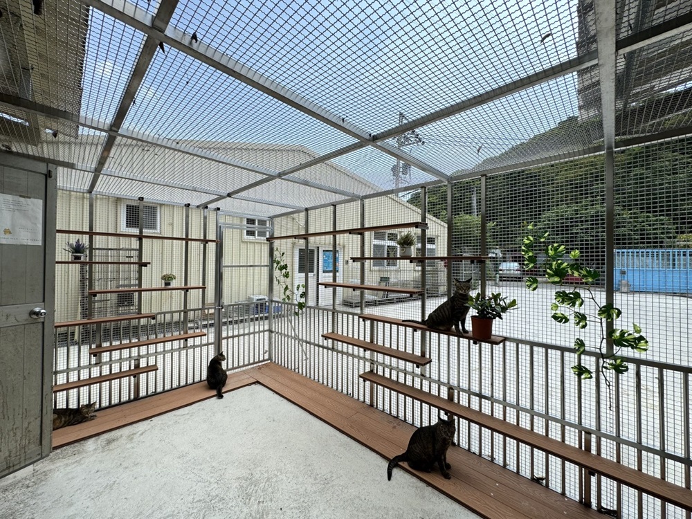 年節旅遊安置毛寶貝 新北動保處提醒寵物住宿3大要素 272 cnews204250126a02