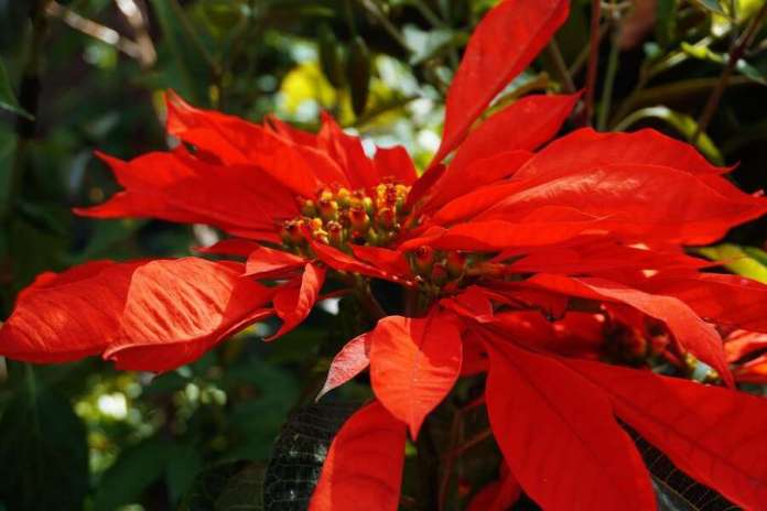 新年為家中增添這些植栽 美化環境也讓空氣清新 74 flor de nochebuena cuetlaxochitl flor de pascua roja 7057 179