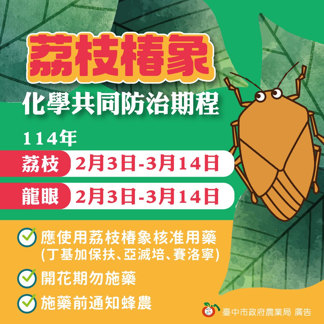 及早防範荔枝椿象　中市農業局呼籲：2/3起啟動區域整合防治