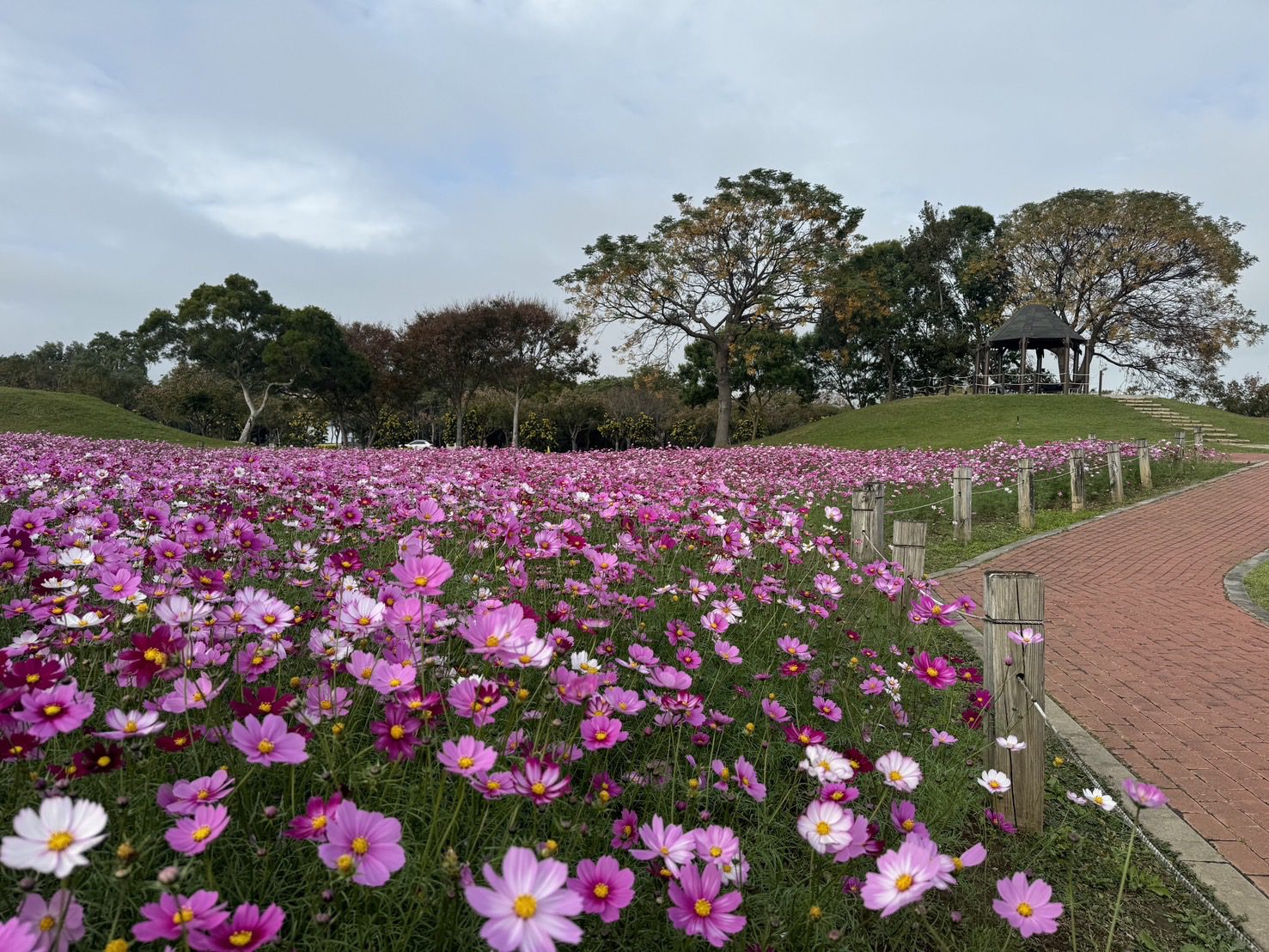 中市后里環保公園大波斯花朵盛開　建設局：近郊賞花喜迎蛇年好去處！