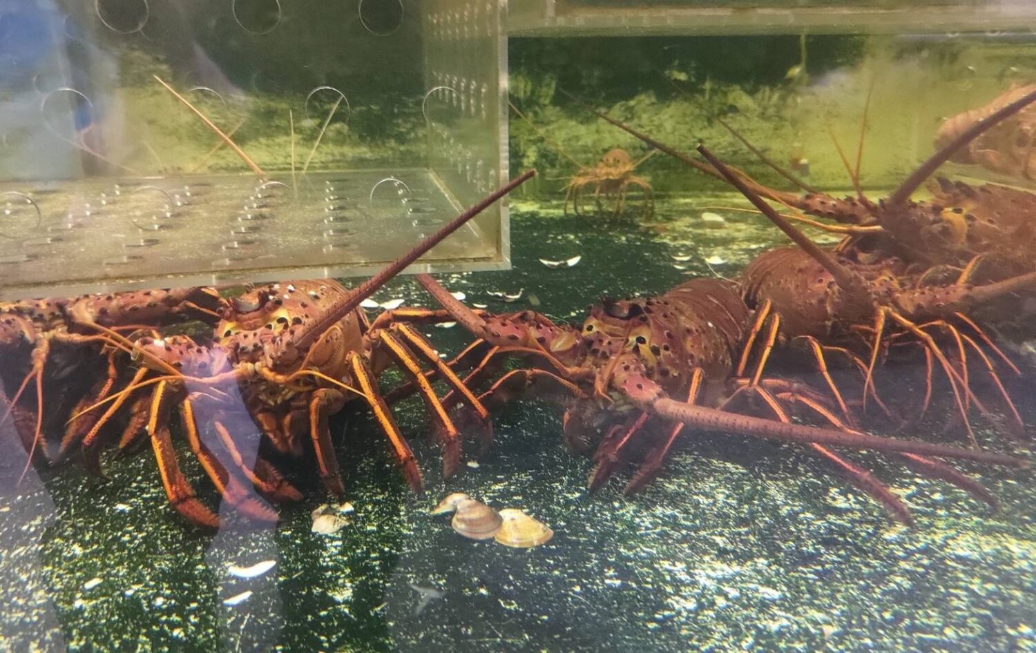 海鮮年菜夯!海保署嚴守輸出入審查 守護海洋生態