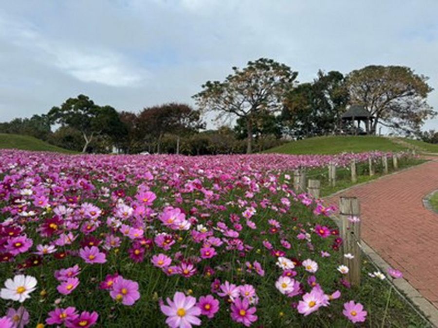 中市后里環保公園大波斯花朵盛開 賞花喜迎蛇年好去處!