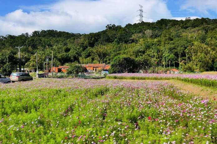 蛇年走春趣!盤點桃園各大休閒農業區 享受山與海的熱情呼喚 75 坑子溪 108005