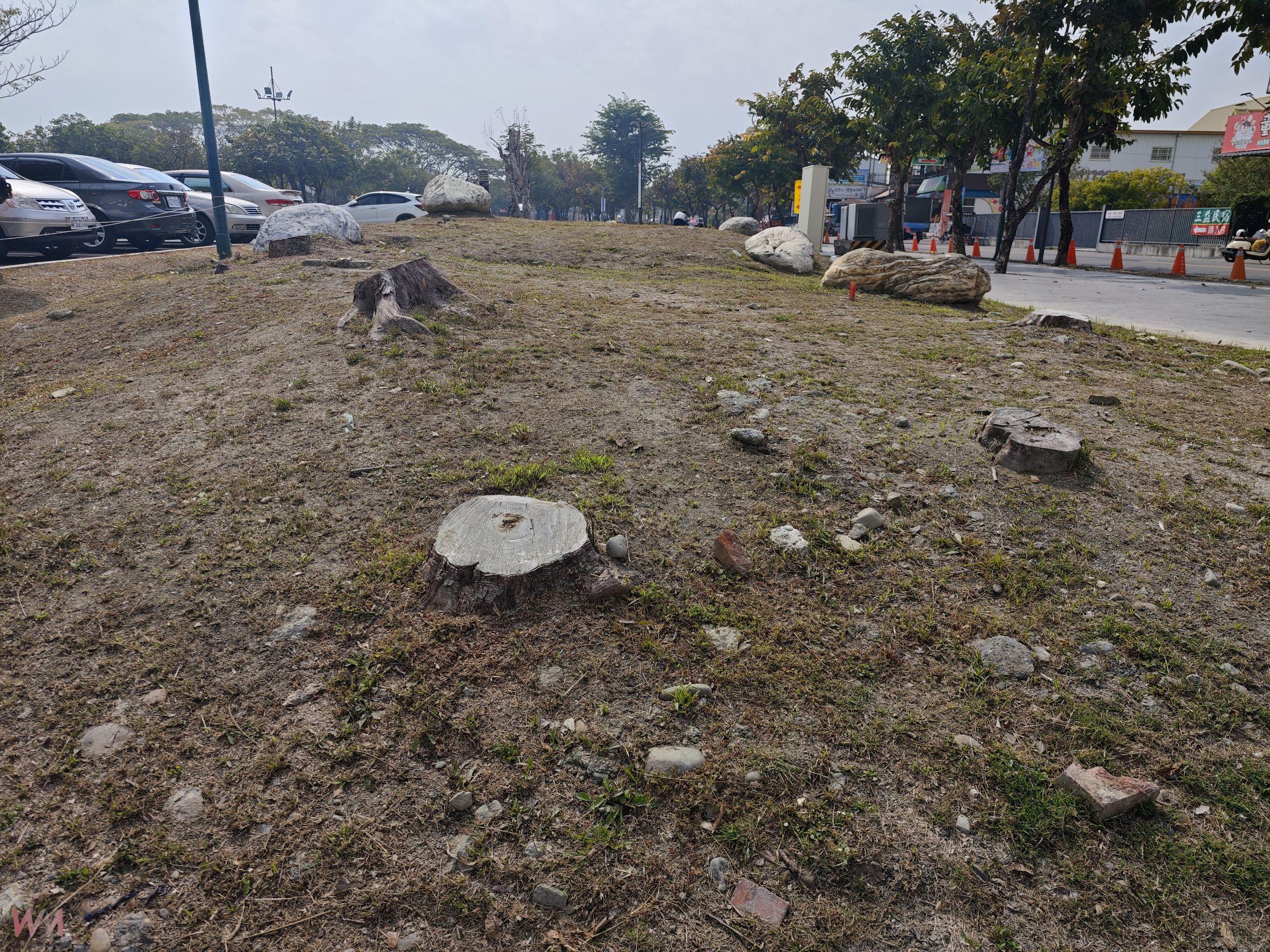（有影片）／田尾公路花園重建後樹木大量枯死　綠意消失損害觀光形象