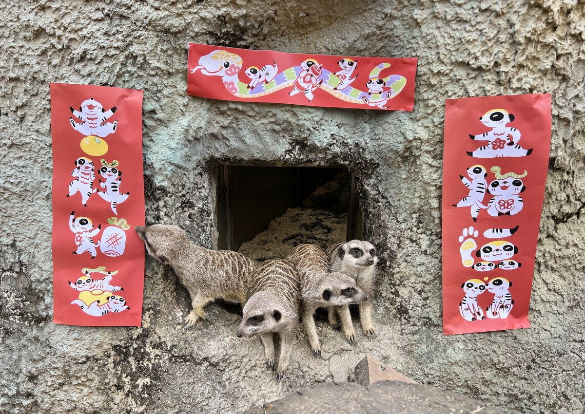 漾新聞|萬獸創意圍爐迎新春 壽山動物園加碼贈好禮
