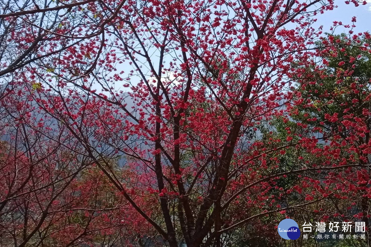 迎新春賞美景,桃市觀旅局邀您來角板山賞花踏青。<br /><br />