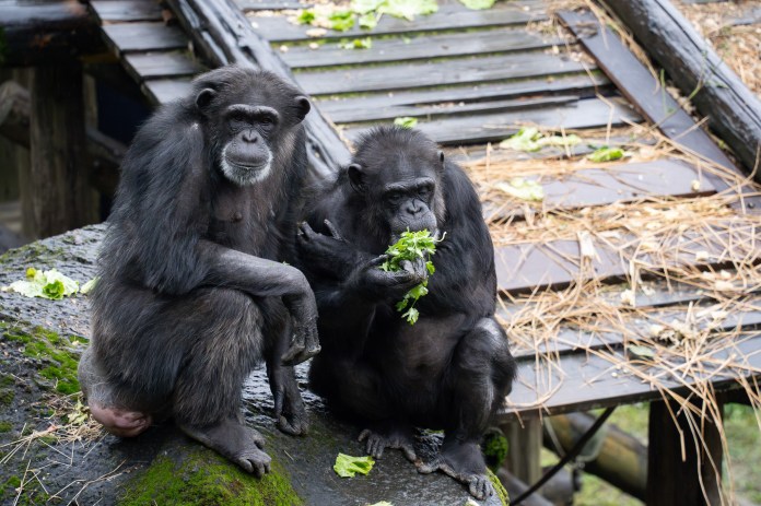 動物園中央廚房提供多樣化蔬果 「牠們」竟也是反香菜派 67 S 73056448 0