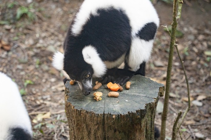 動物園中央廚房提供多樣化蔬果 「牠們」竟也是反香菜派 68 S 73056445 0