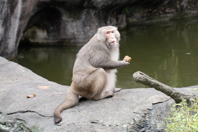 動物園中央廚房提供多樣化蔬果 「牠們」竟也是反香菜派 69 S 73056443 0