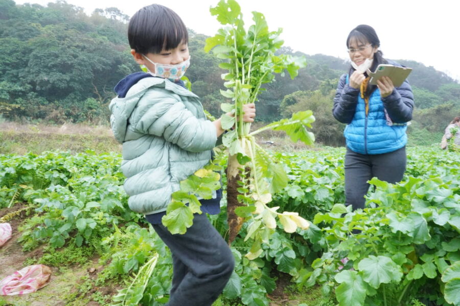圖／蕃婆林休閒農場每年的拔蘿蔔體驗，總吸引大朋友小朋友一起參與。（新北市農業局提供）
