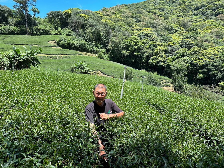圖/養分充足茶芽就有活力。(許瑞麟提供)