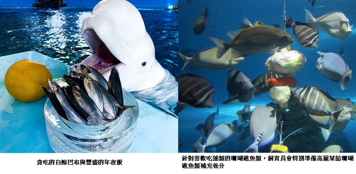 屏東海生館飼育員特別為館內海洋生物準備年夜飯  一起迎接金蛇年