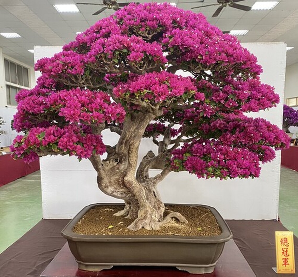 台南鹽水武廟蜂炮暖身辦花菓盆栽展