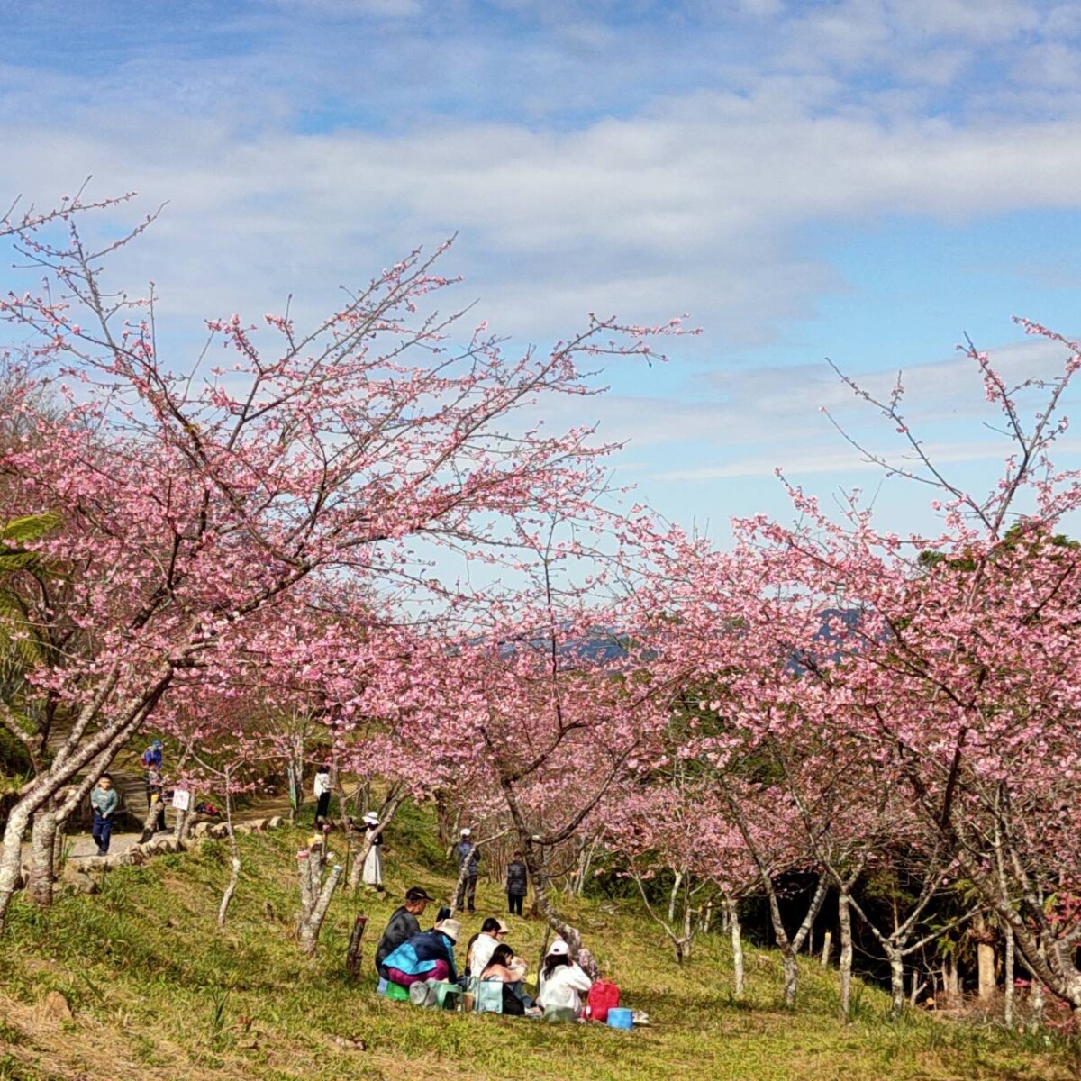 ▲桃源區櫻花季櫻花盛開約9成,許多遊客上山攤開野餐墊,享受在粉色花海下的野餐時光。(記者朱星明 翻攝)