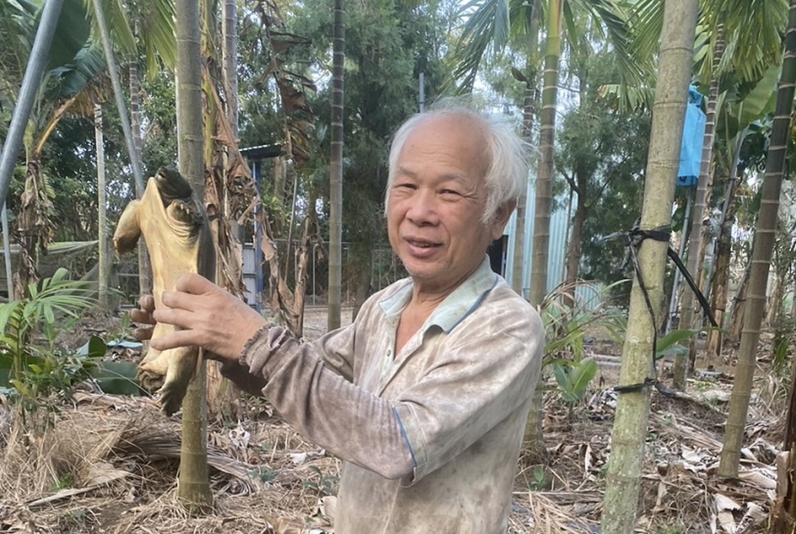 蕉園自然生態種植 發現甲魚棲息
