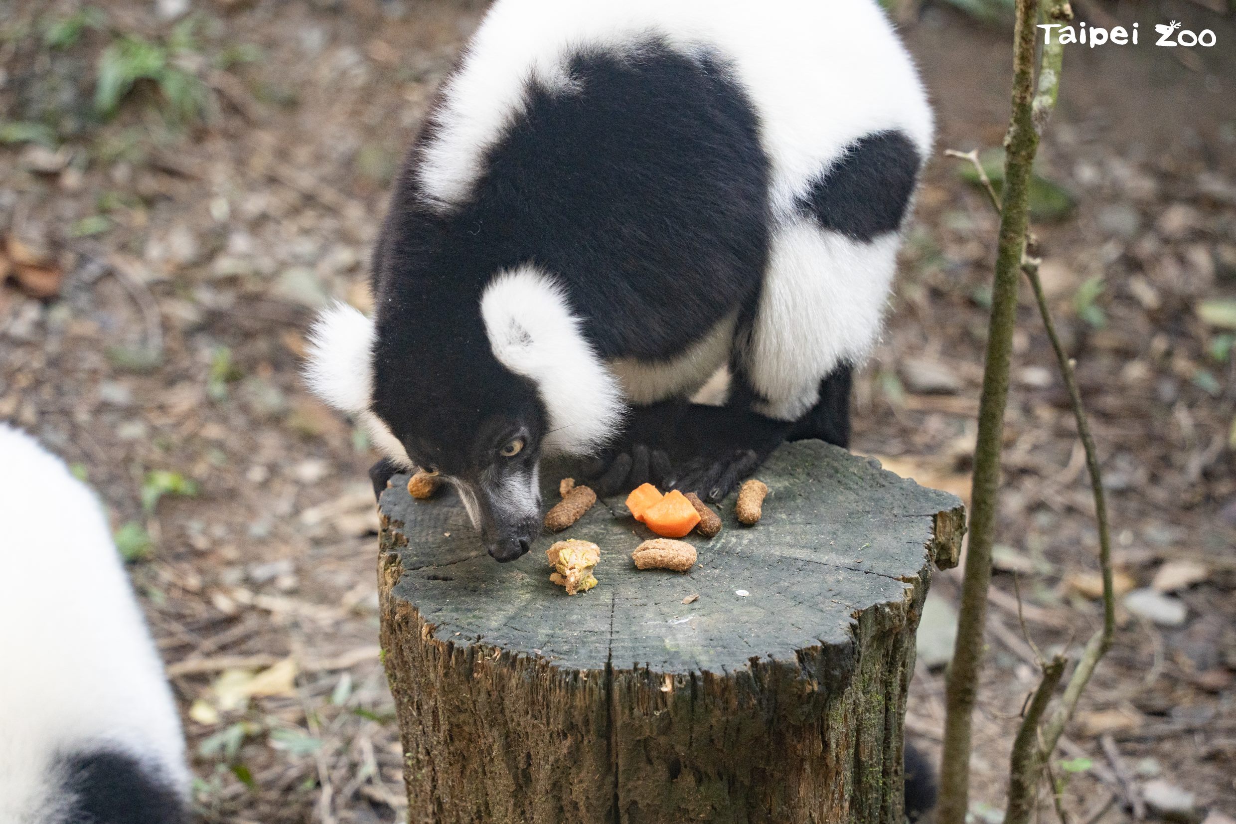 動物園動物春節吃好料 新菜色更有年味 動物園動物春節吃好料 新菜色更有年味