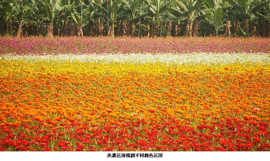 「2025美濃花海」   春節最夯走春景點！