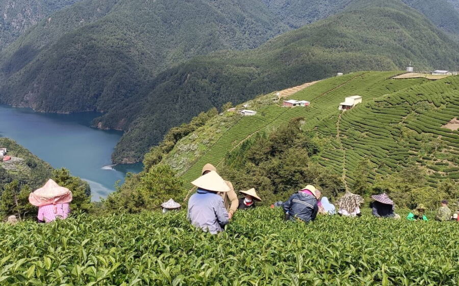 圖/梨山春茶採收。(陳孟智提供)