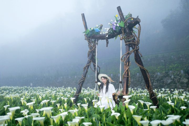 此時正是到台北市竹子湖休閒農業區(海芋園區)拍攝美圖的最佳時機。 圖:台北市政府產業發展局/提供