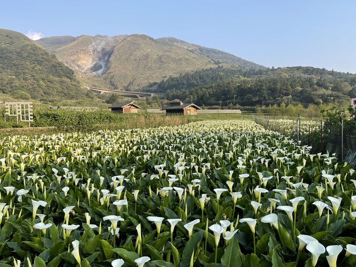 相約浪漫竹子湖!賞海芋純白花海 品嘗野菜美食