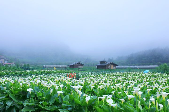 相約浪漫竹子湖!賞海芋純白花海 品嘗野菜美食