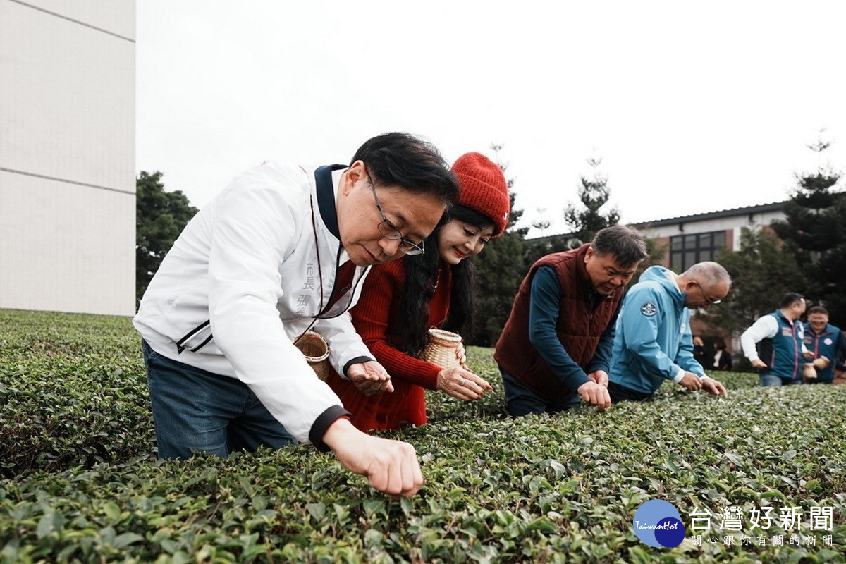 桃園市長張善政同夫人張琦雅於茶園體驗採摘東方美人茶。<br /><br />