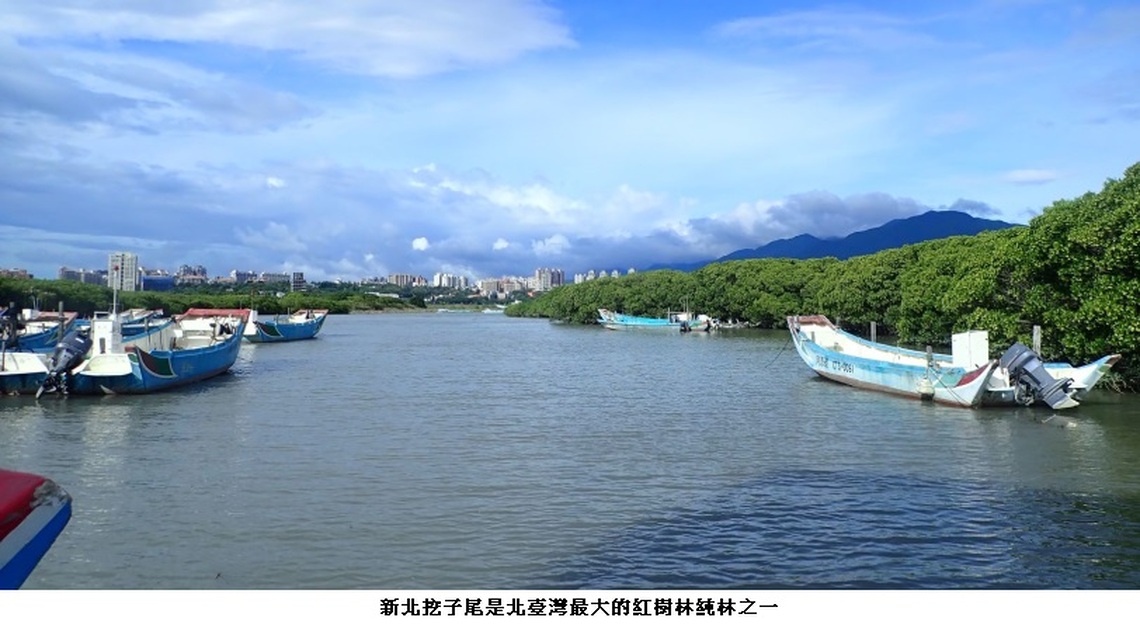 候鳥聚集高峰 新北推到挖子尾自然保留區賞鳥