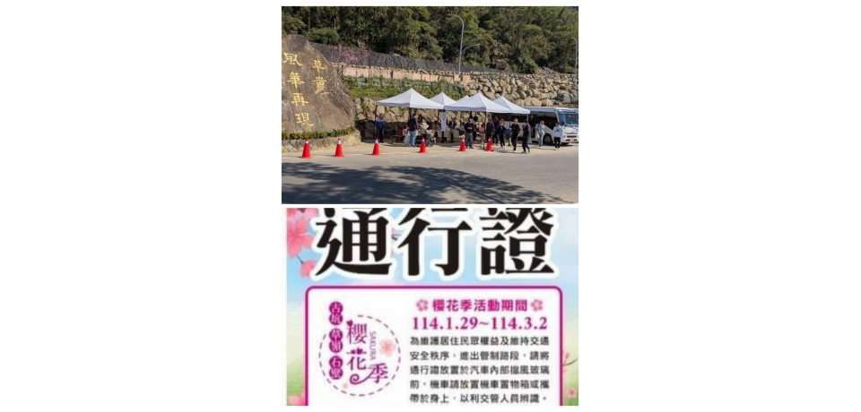 雲林縣草嶺櫻花紛開 交通接駁車順暢通行
