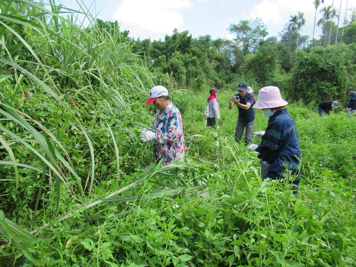 防治小花蔓澤蘭危害 　中市府收購加碼至每公斤8元