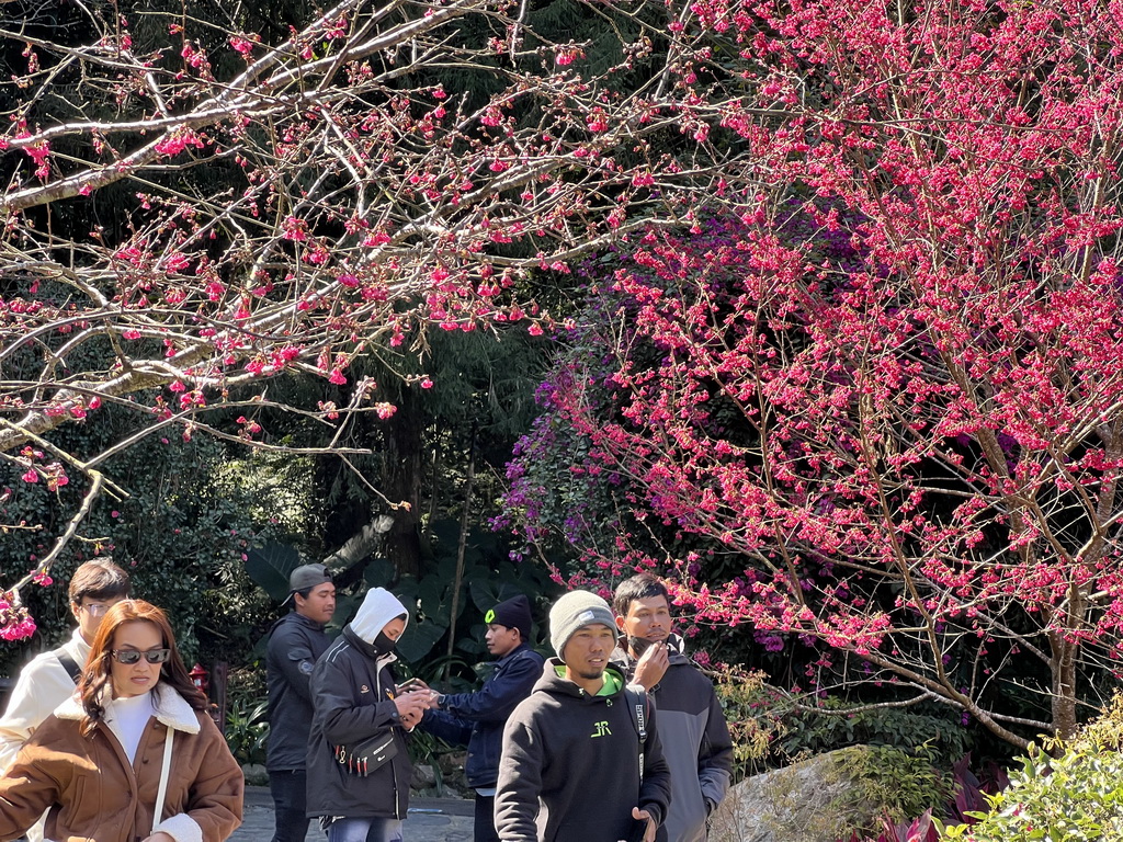 目前山櫻花的花況先發迎賓。▲（九族文化村提供）